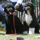 Obama dogs Sunny and Bo